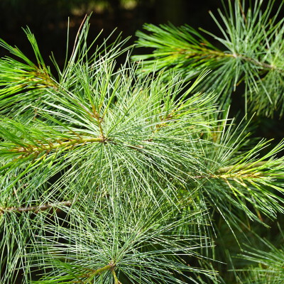 Pinus strobus (9)